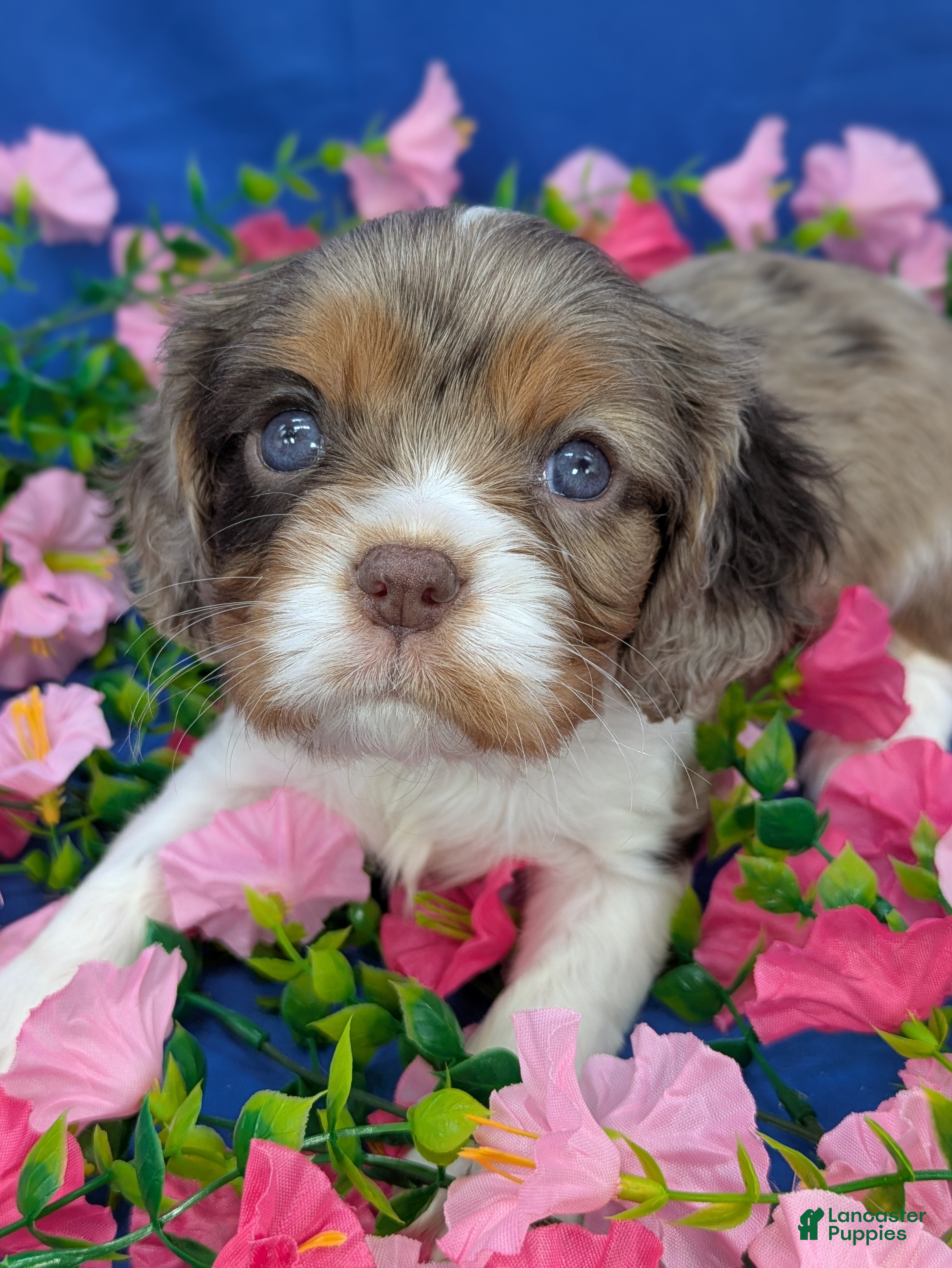 Cavalier King Charles Spaniel dogs Bellini  - Ad 2