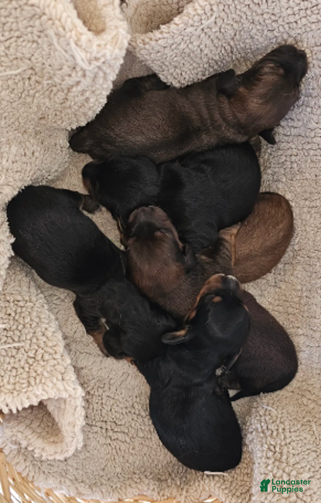 Miniature Dachshund dogs for sale: Chester-Long Haired - Ad 4