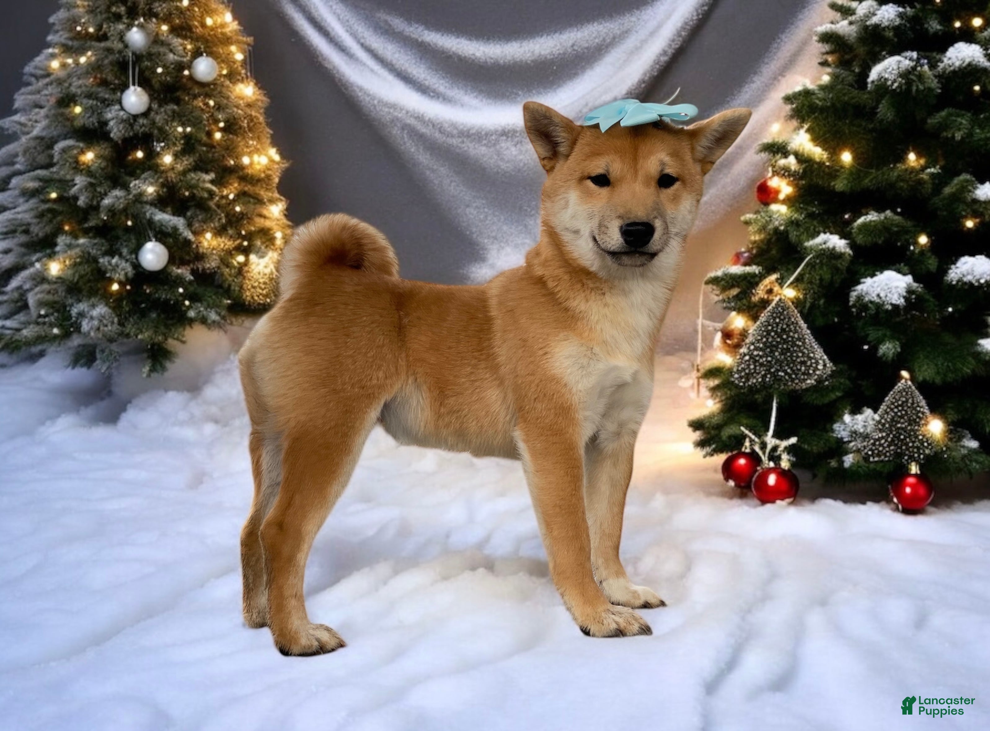 Shiba Inu dogs Julep - Ad 5