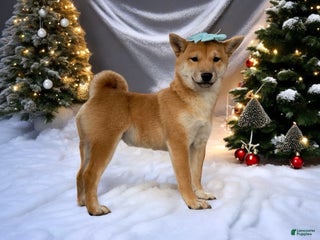 Shiba Inu dogs Julep - Ad 7