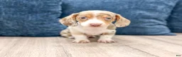 Miniature Dachshund dogs for sale: Rusty - Ad 1