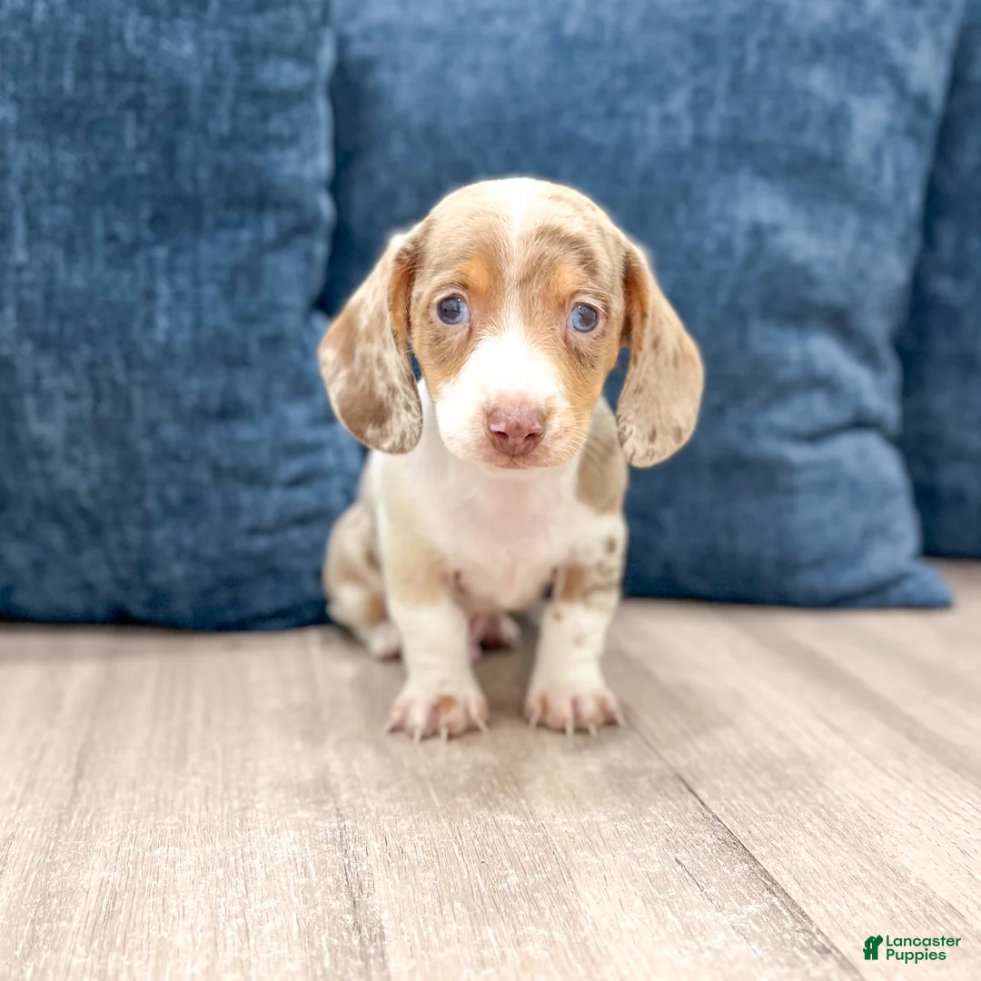 Miniature Dachshund dogs for sale: Rusty - Ad 1
