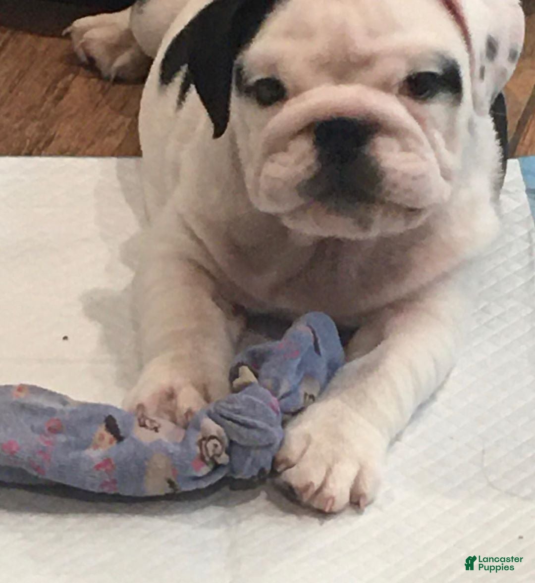 English Bulldog dogs English Bulldog 4 - Ad 3