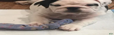 English Bulldog 4