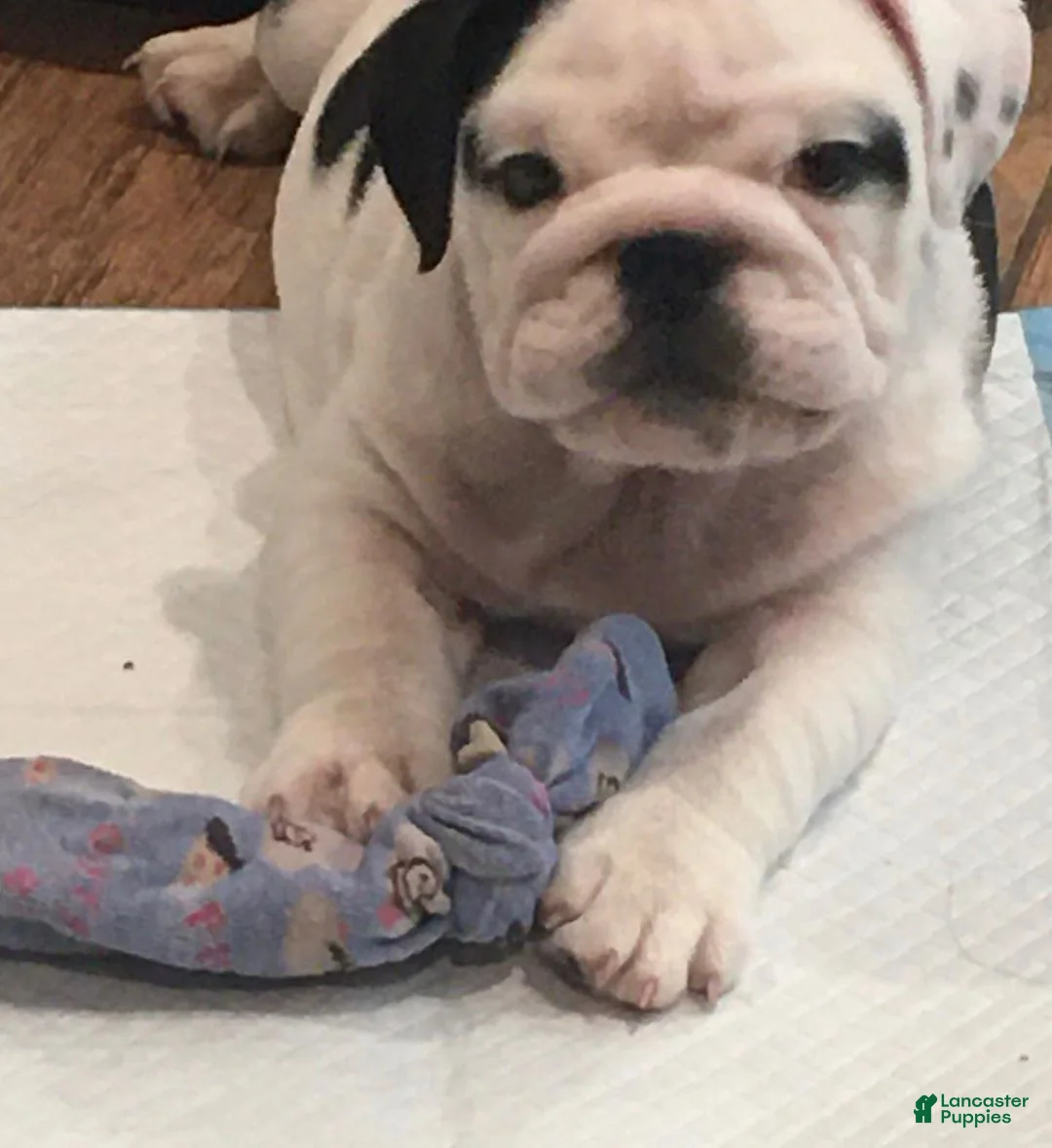 English Bulldog dogs for sale: English Bulldog 4 - Ad 1