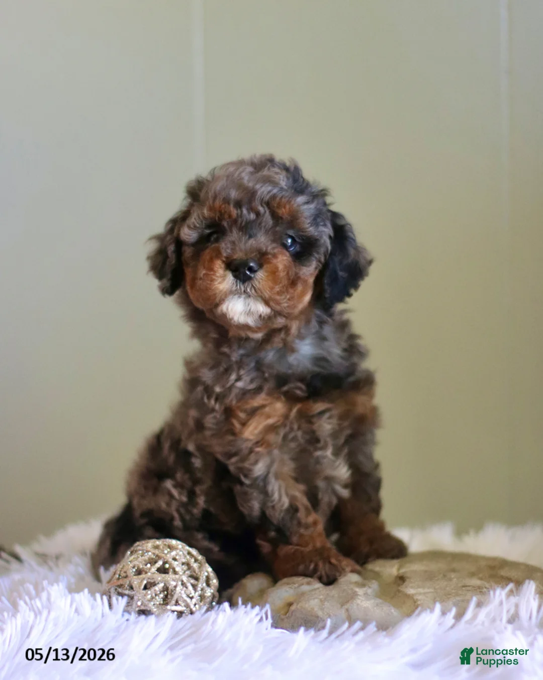 Cavapoo dogs for sale: Layna - Ad 2