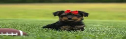 Yorkshire Terrier dogs for sale:  Benji  💛🐾 - Ad 9