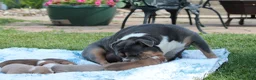 Olde English Bulldogge dogs for sale: Bluegates GAMBLER - Ad 4