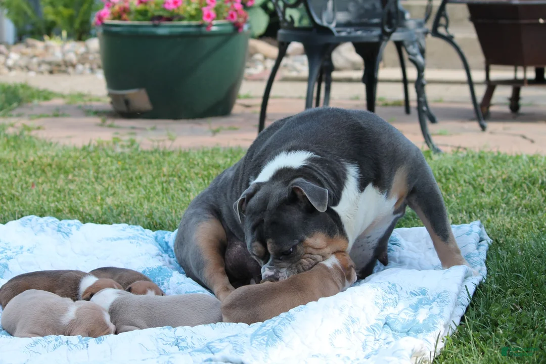 Olde English Bulldogge dogs for sale: Bluegates GAMBLER - Ad 4