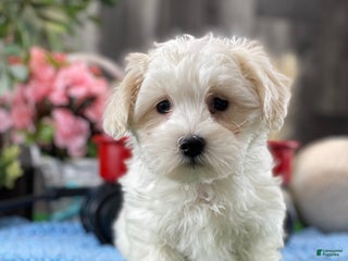 Coton De Tulear dogs Chico - Ad 18