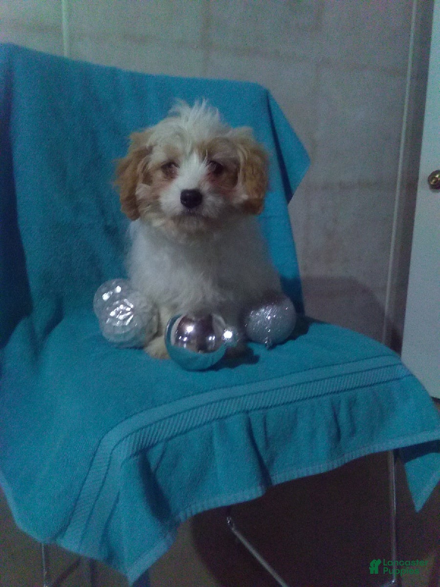 Cavapoo dogs Ollie - Ad 10