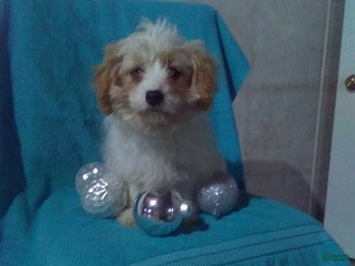 Cavapoo dogs Ollie - Ad 32