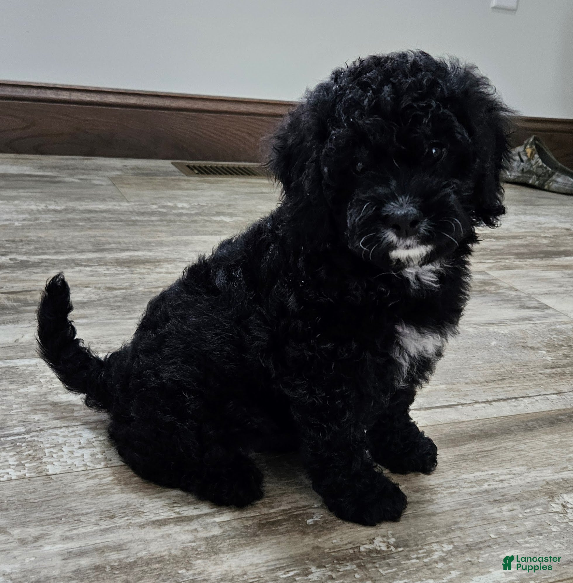 Mini Bernedoodle dogs Courtney - Ad 2