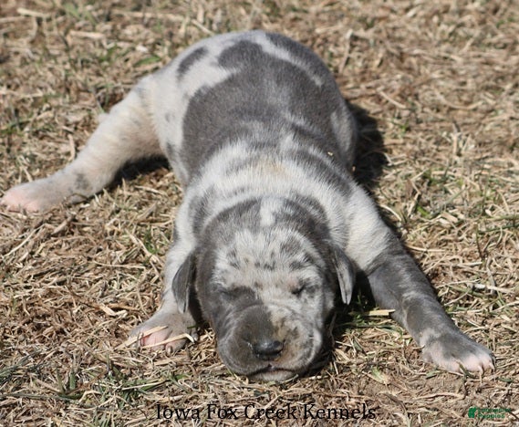 Great Dane dogs Hayley - Ad 2