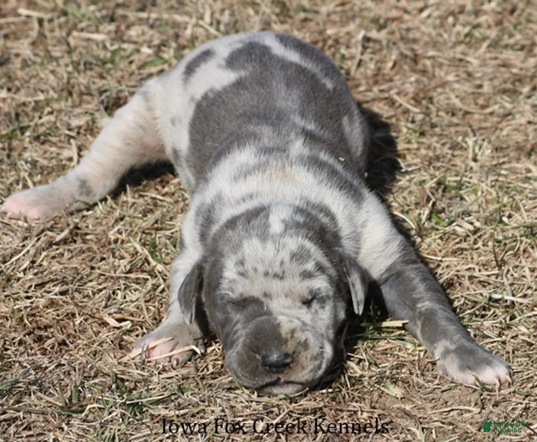 Great Dane dogs for sale: Hayley - Ad 2