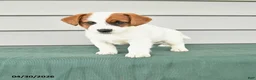 Jack Russell Terrier dogs for sale: Fiona - Ad 1