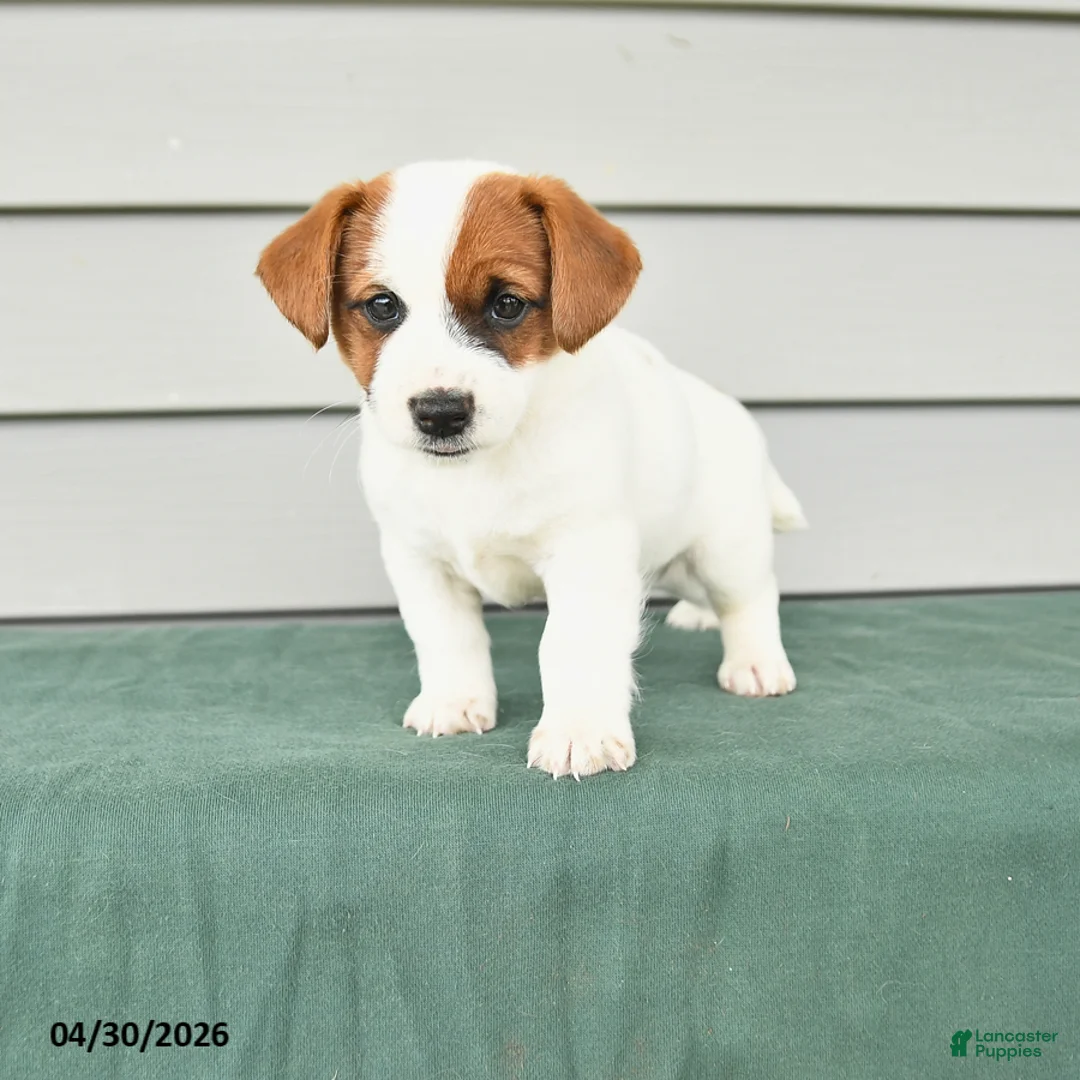 Jack Russell Terrier dogs for sale: Fiona - Ad 1