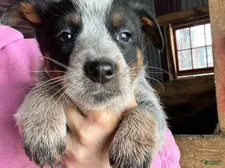 Australian Cattle Dog dogs Ray - Ad 26