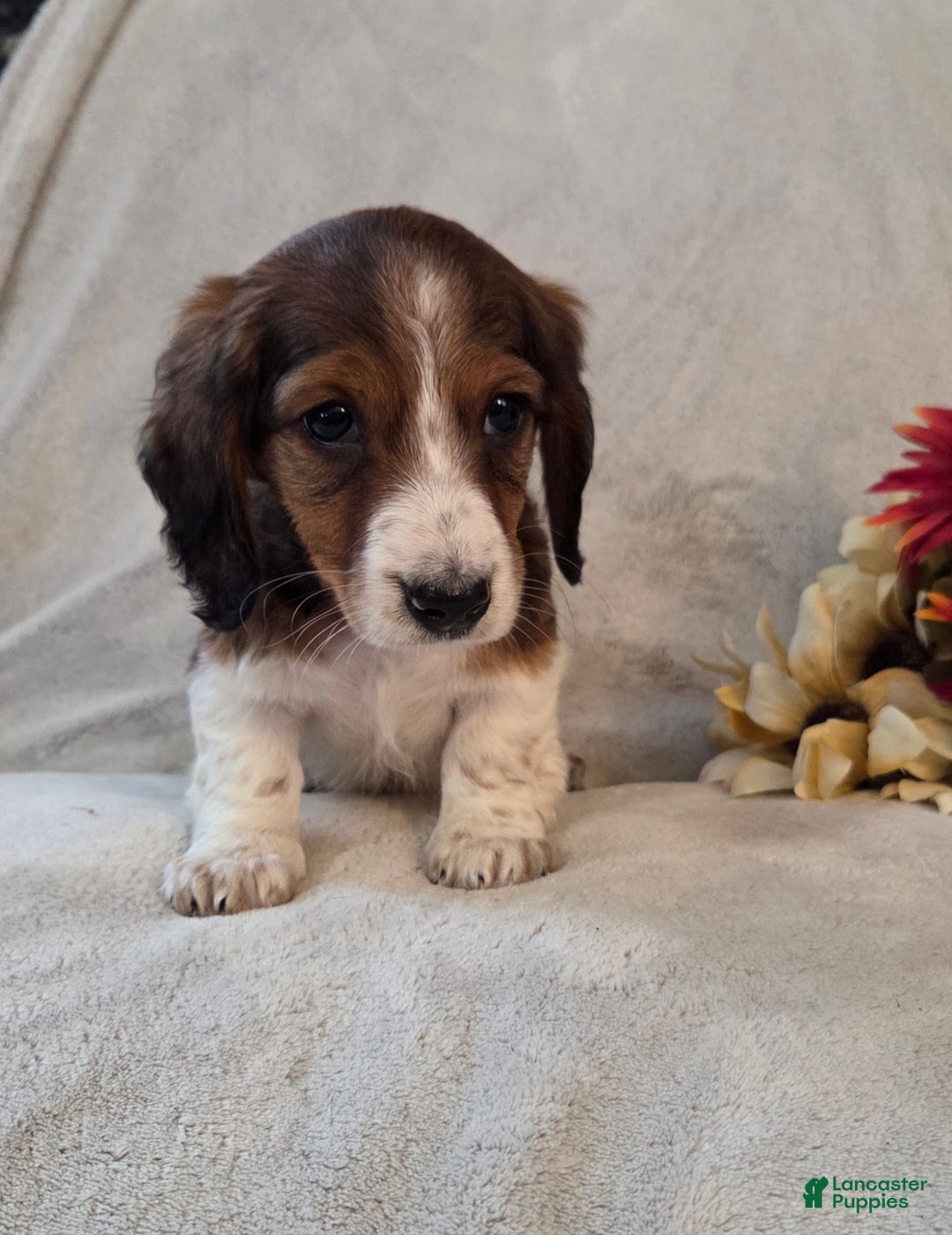 Miniature Dachshund dogs for sale: Peppermint  - Ad 1