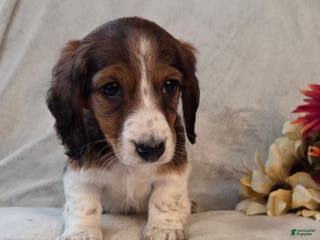 Miniature Dachshund dogs Peppermint - Ad 3