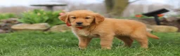Golden Retriever dogs for sale: Rusty - Ad 5