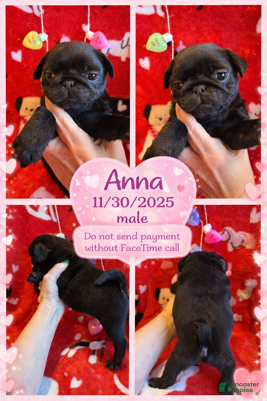 Pug dogs Pug Puppy 1 - Ad 37