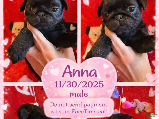 Pug dogs for sale: Pug Puppy 1 - Ad 40