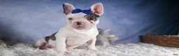 Frenchton dogs for sale: ISAAC - Ad 12