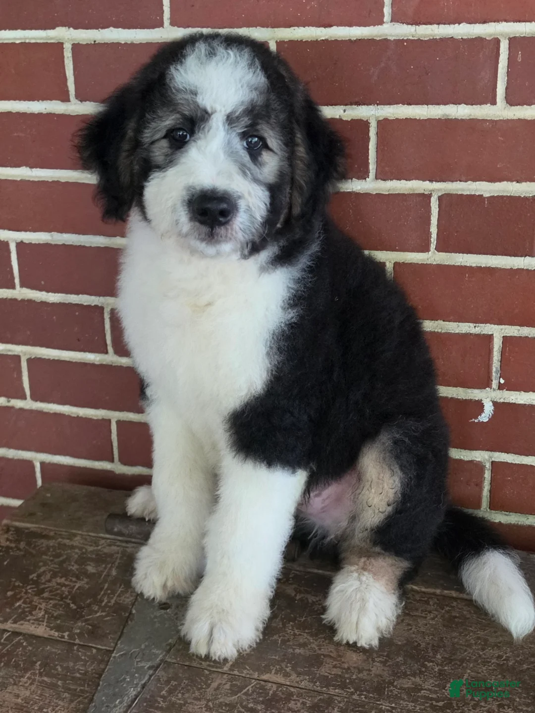 Aussiedoodle dogs for sale: BRODY - Ad 2