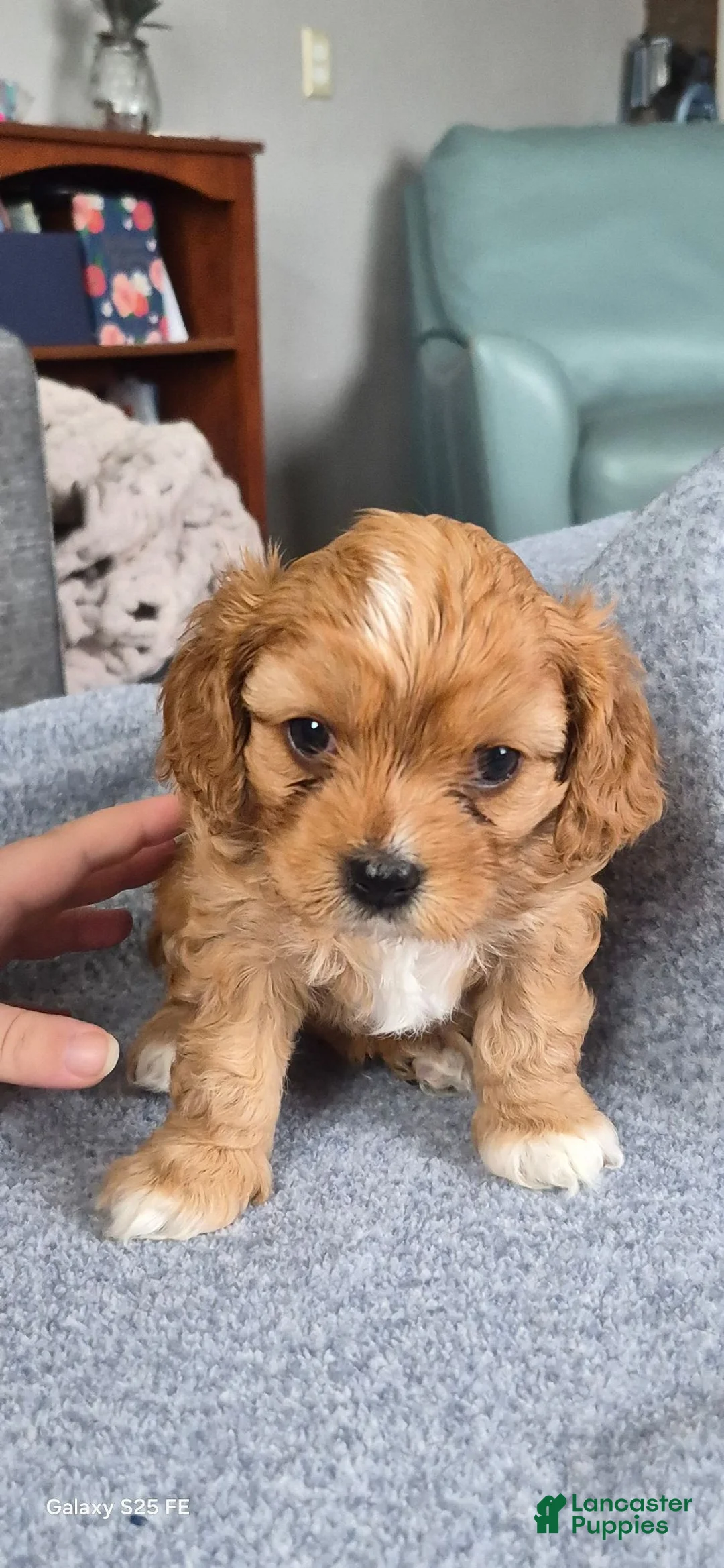 Cavapoo dogs for sale: Cavapoo 6 - Ad 1