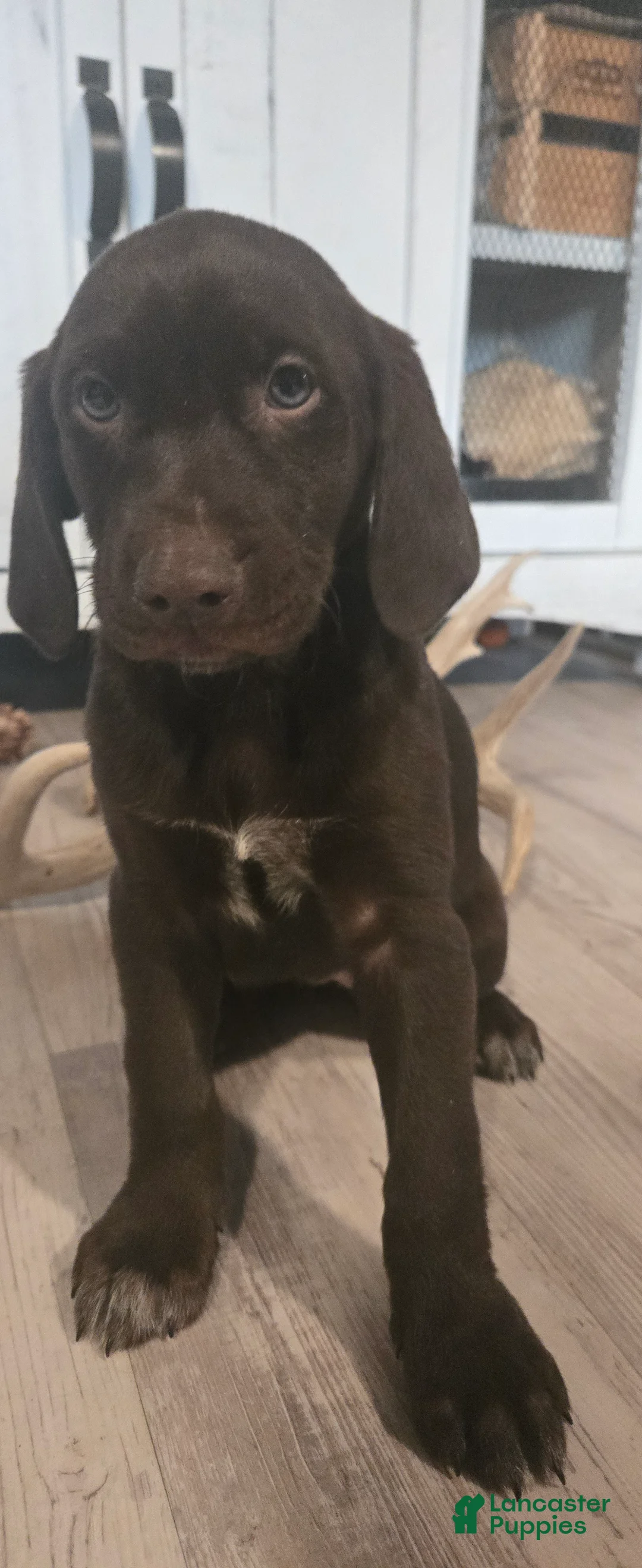 Mixed Breed dogs for sale: Chocolate girl #1 - Ad 2