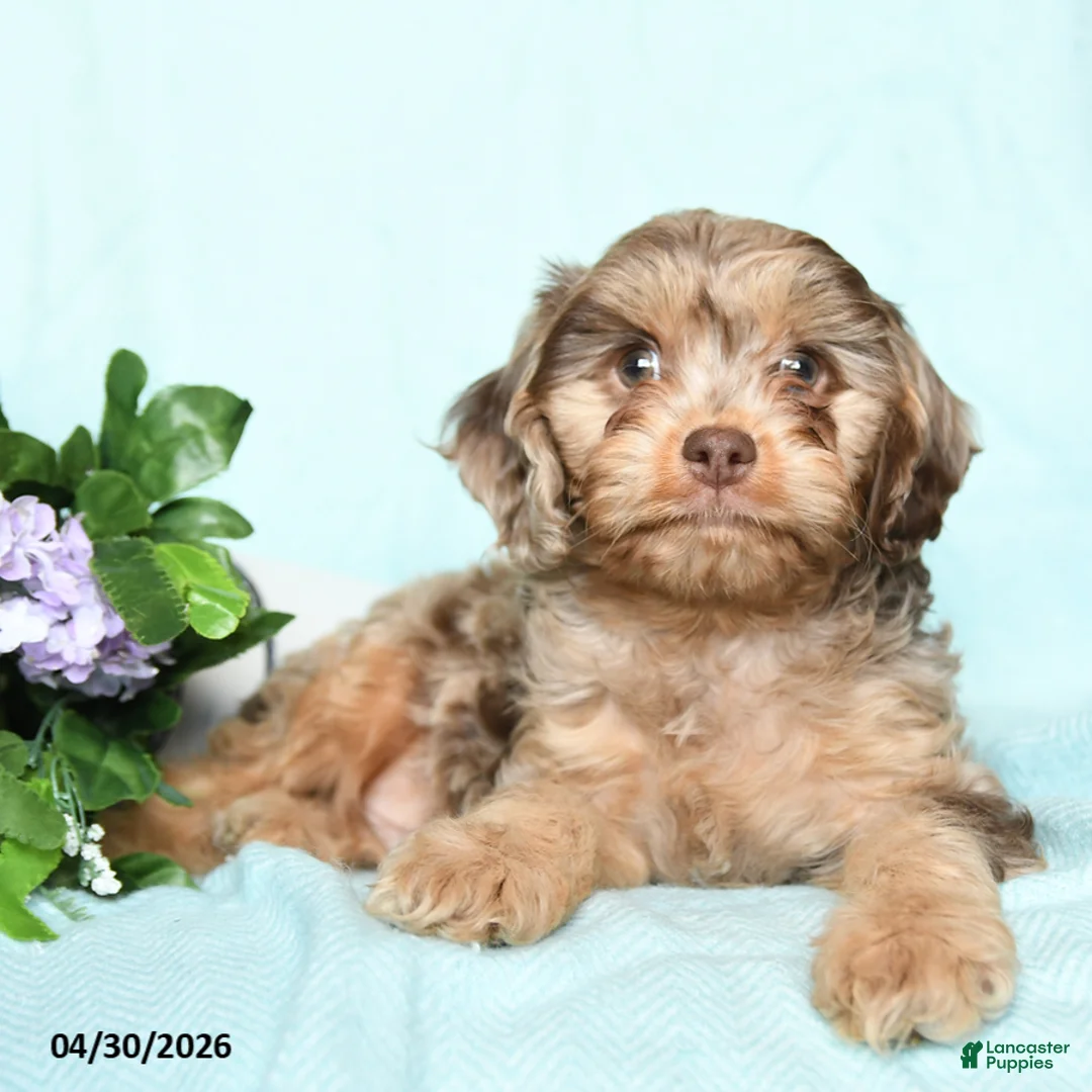 Cavapoo dogs for sale: Enzo - Ad 2