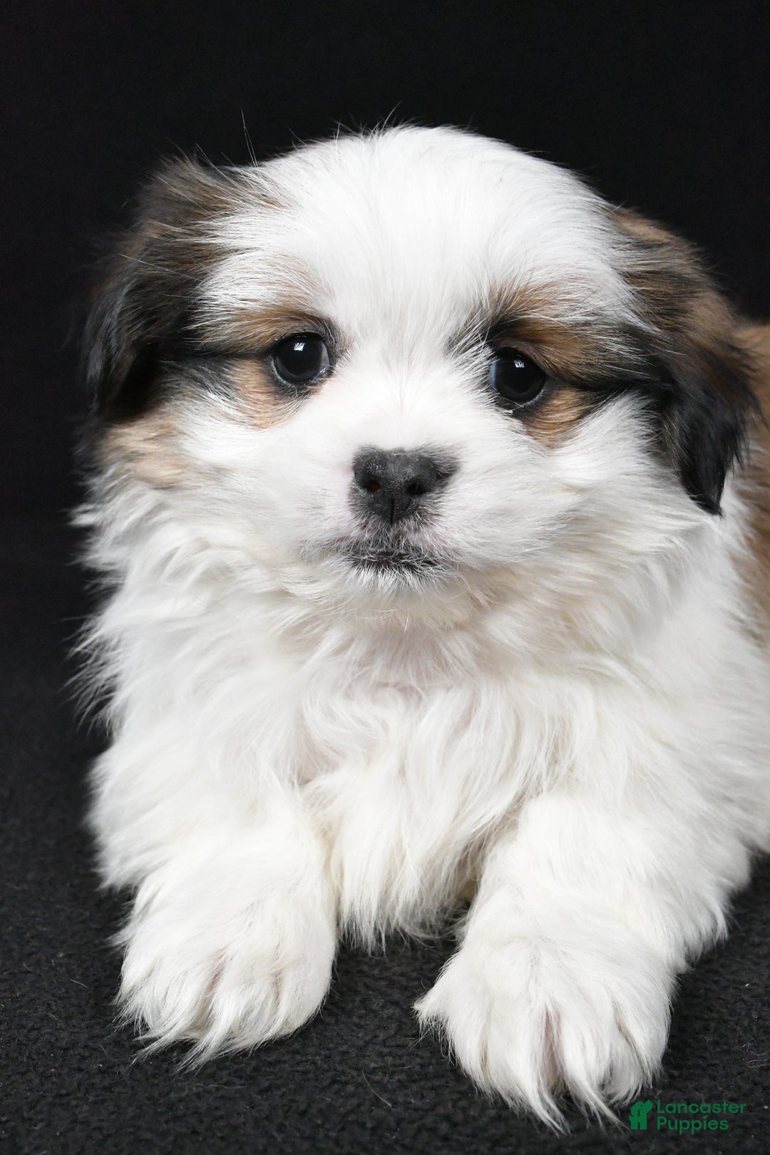 Mixed Breed dogs for sale: Alex - Ad 5