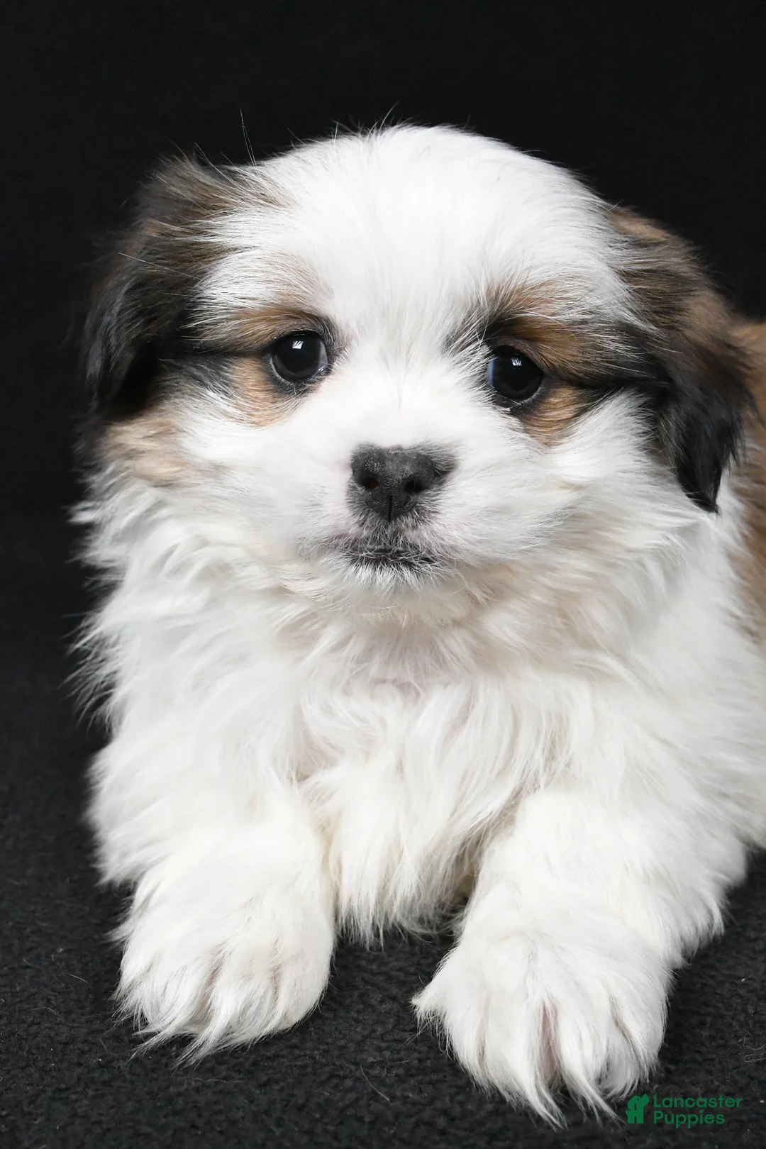 Mixed Breed dogs for sale: Alex - Ad 8