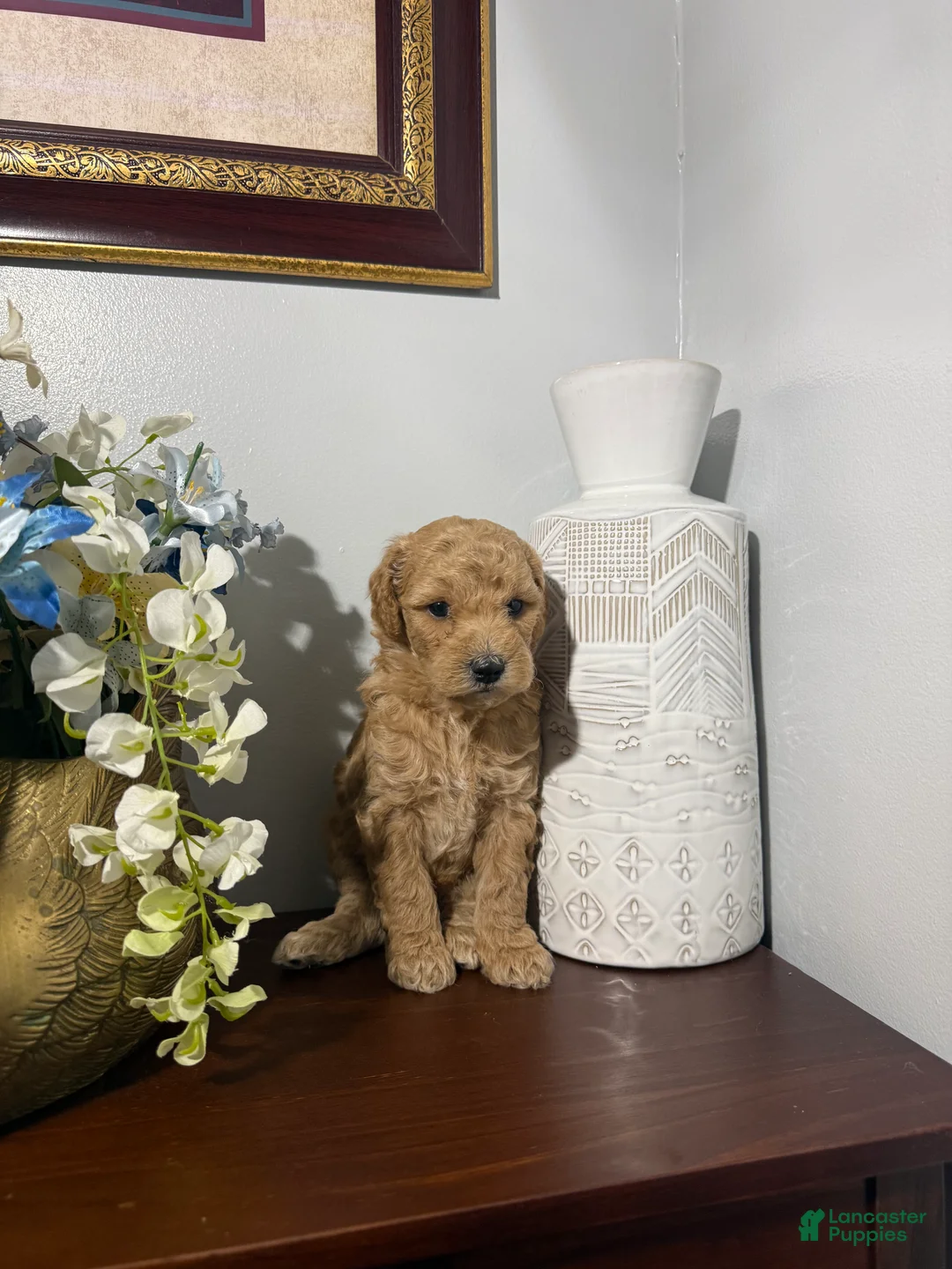 Maltipoo dogs for sale: Baki - Ad 2