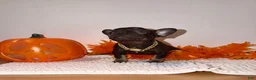 French Bulldog dogs for sale: Cocoa female  - Ad 3