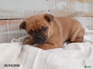 Mixed Breed dogs for sale: Pansy - Ad 1