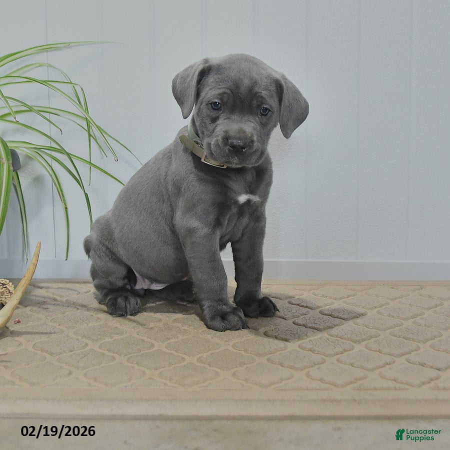 Cane Corso dogs Glory - Ad 1