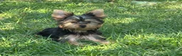 Yorkshire Terrier dogs for sale: Yorkshire Terrier Puppy 1 - Ad 8