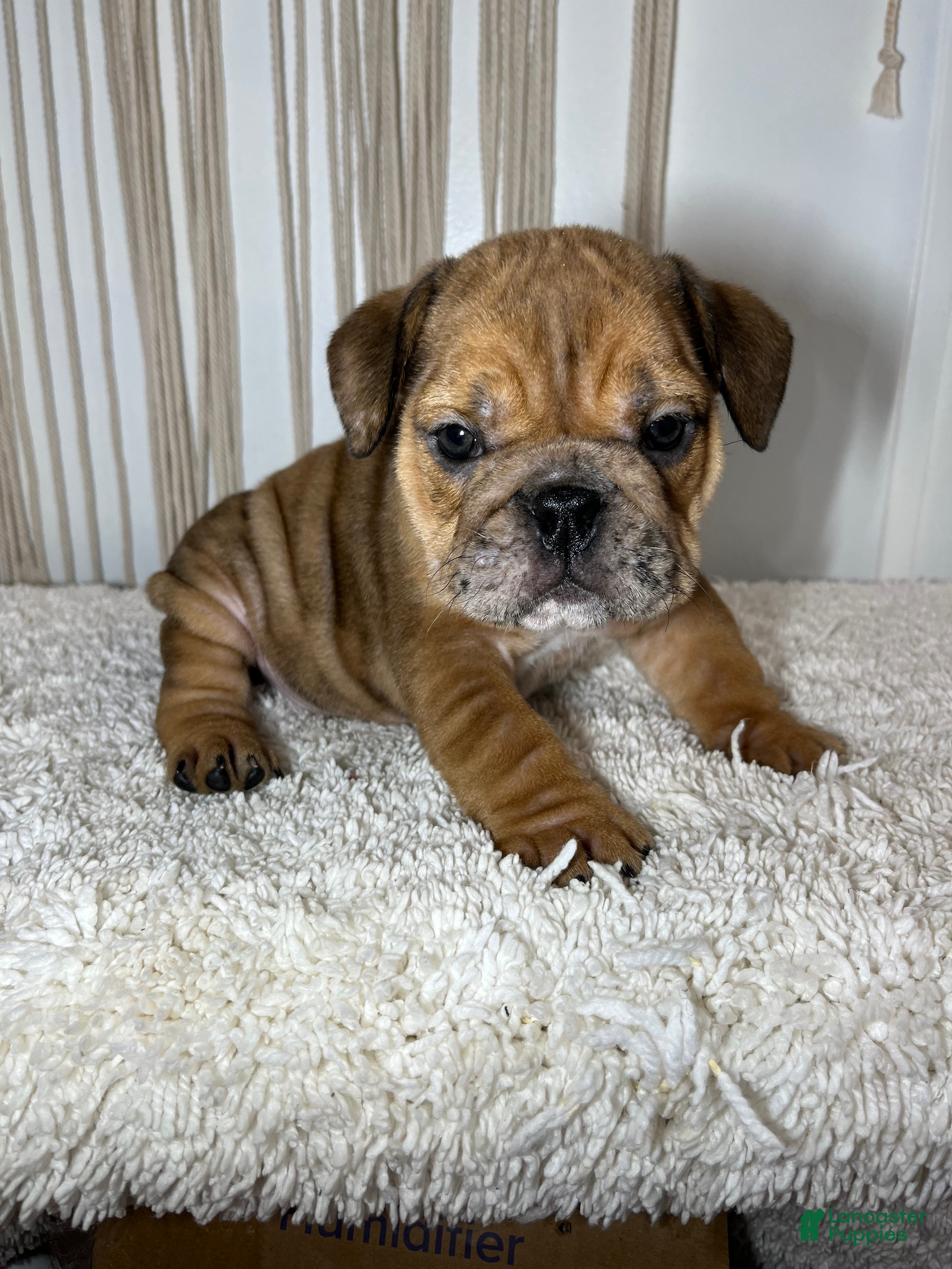 English Bulldog dogs Mila - Ad 40