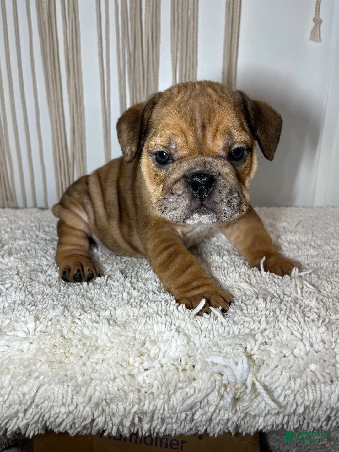 English Bulldog dogs for sale: Mila - Ad 1