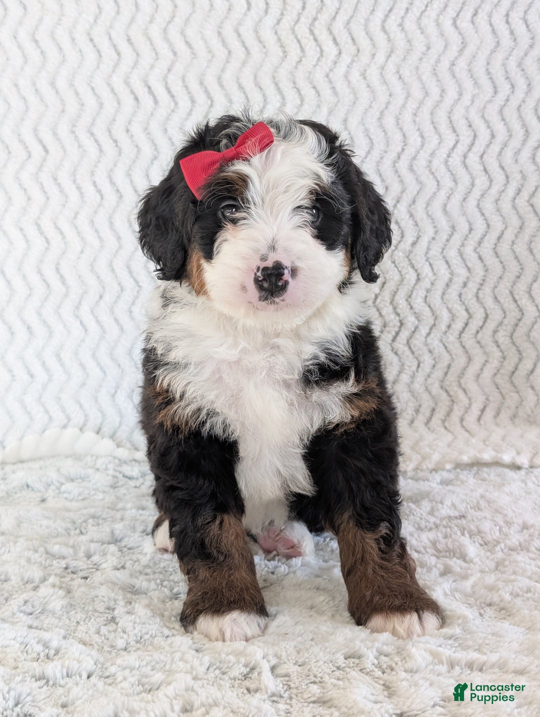 Mini Bernedoodle dogs for sale: Mini Jamie  - Ad 8