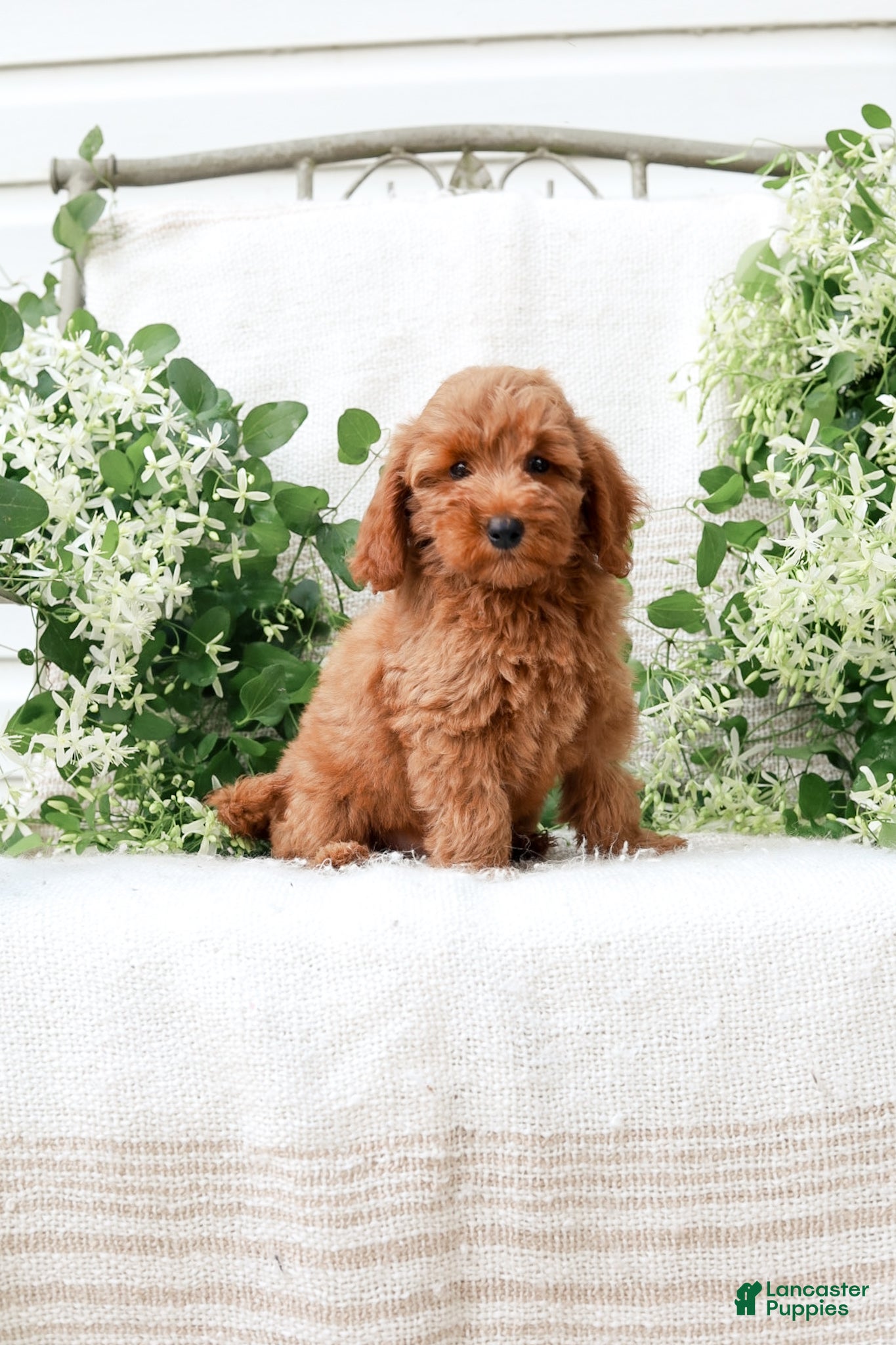 Mini Goldendoodle dogs Leon - Ad 1