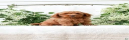 Mini Goldendoodle dogs for sale: Leon - Ad 1