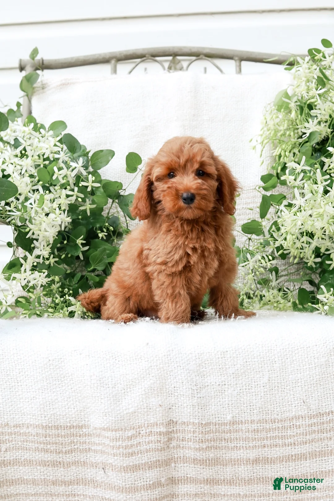 Mini Goldendoodle dogs for sale: Leon - Ad 1
