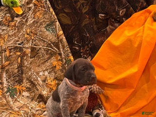 German Shorthaired Pointer dogs - Ad 17