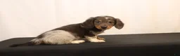 Dachshund dogs for sale: Oscar - Ad 10