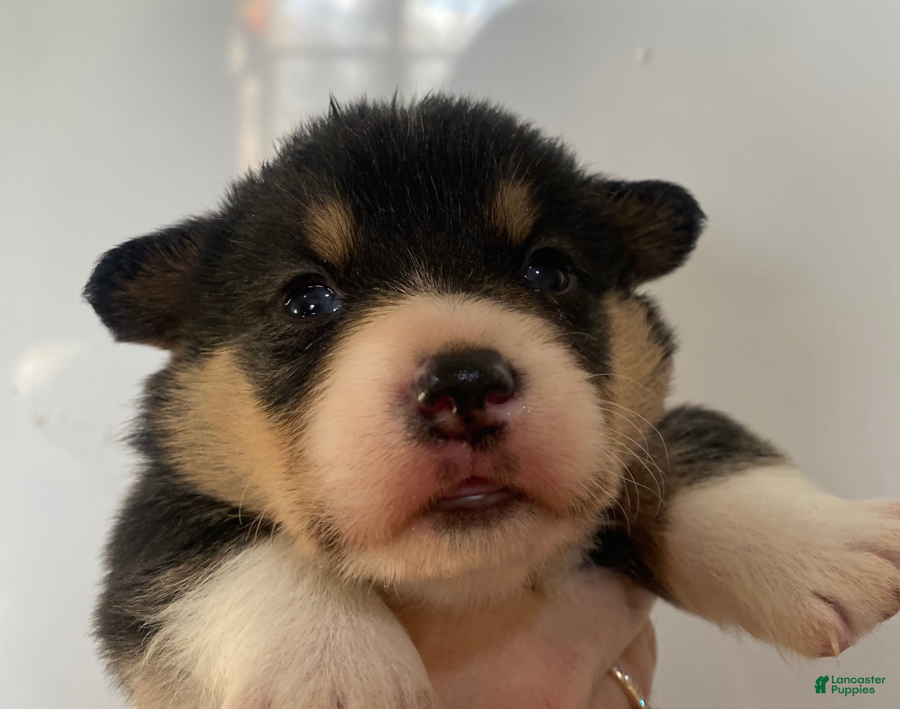 Welsh Corgi Pembroke dogs Rex - Ad 14