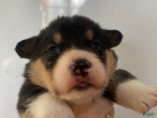 Welsh Corgi Pembroke dogs Rex - Ad 14