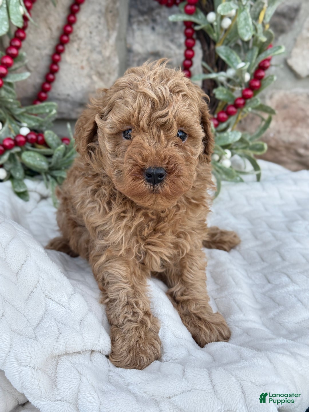 Toy Poodle dogs for sale: Trotter - Ad 11